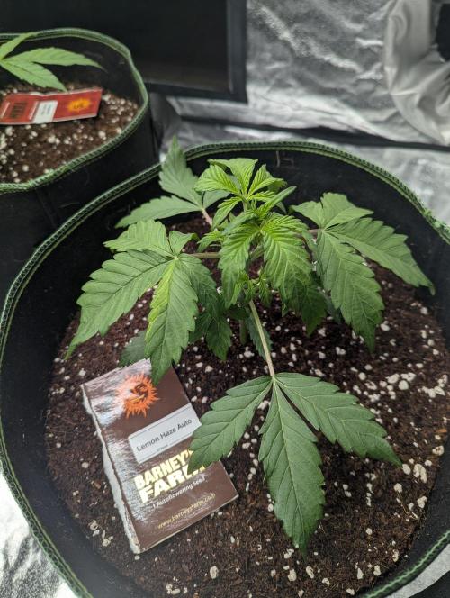 Lemon Haze ( Barney's ). Week 4