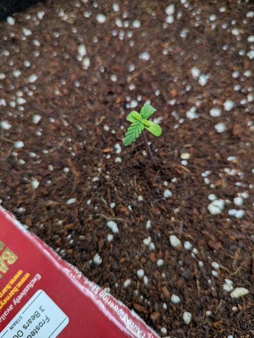Frosted Zinn x 3 Bears OG ( Barney's ). Week 2