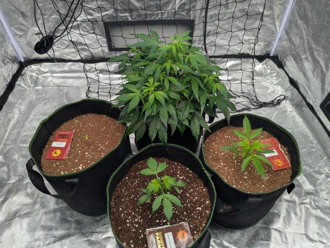 Gorilla Zkittlez ( Barney's ). Week 6