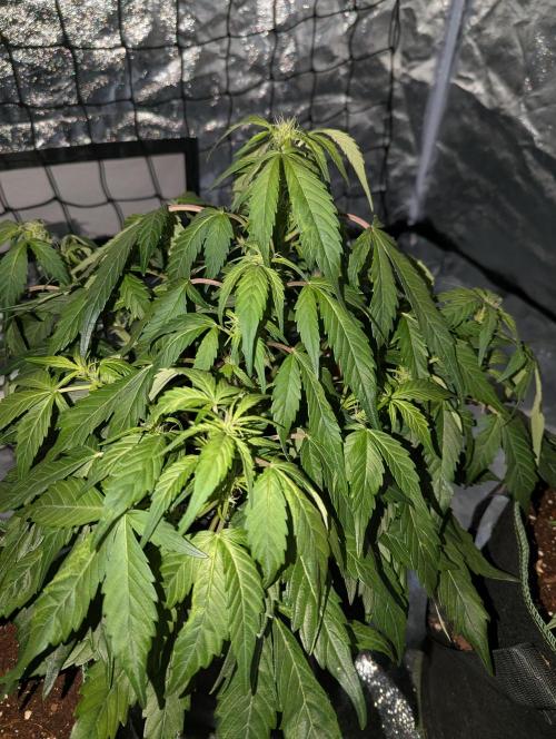 Gorilla Zkittlez ( Barney's ). Week 6