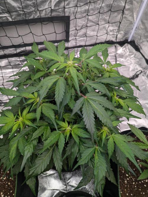 Gorilla Zkittlez ( Barney's ). Week 6