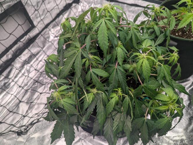 Gorilla Zkittlez ( Barney's ). Week 6