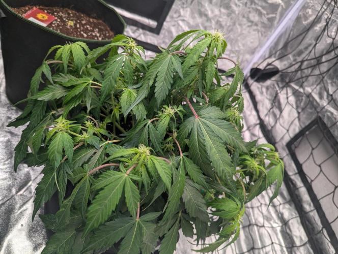 Gorilla Zkittlez ( Barney's ). Week 6
