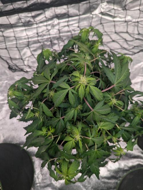 Gorilla Zkittlez ( Barney's ). Week 6