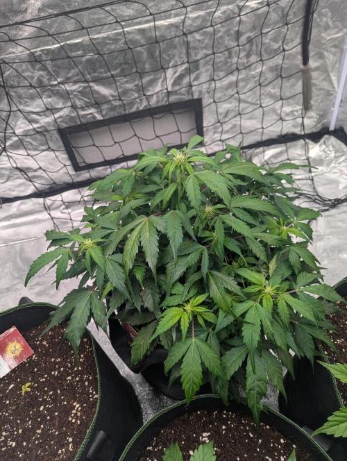 Gorilla Z Auto. Week 6