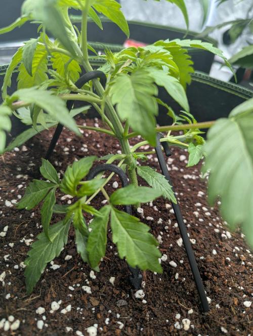 Lemon Haze ( Barney's ). Week 4