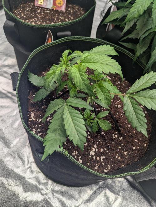 Lemon Haze ( Barney's ). Week 4