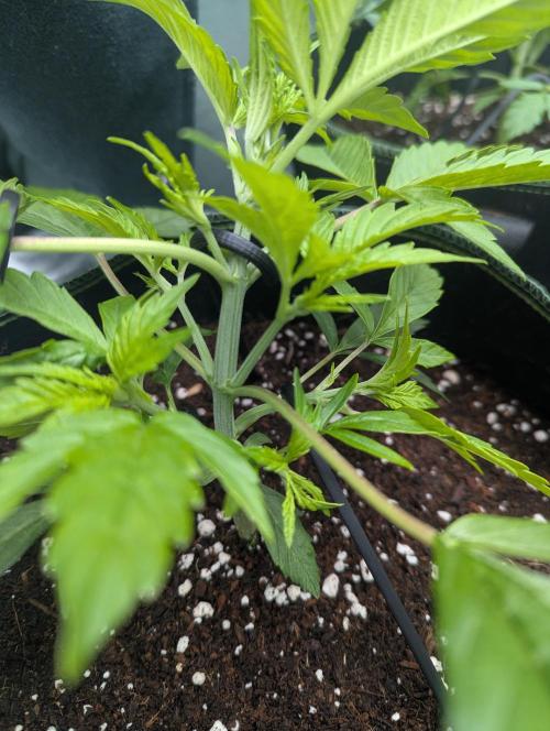 Lemon Haze Auto. Week 4