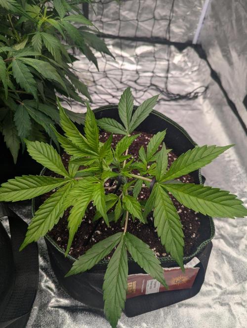 Tangerine Dream ( Barney's). Week 4