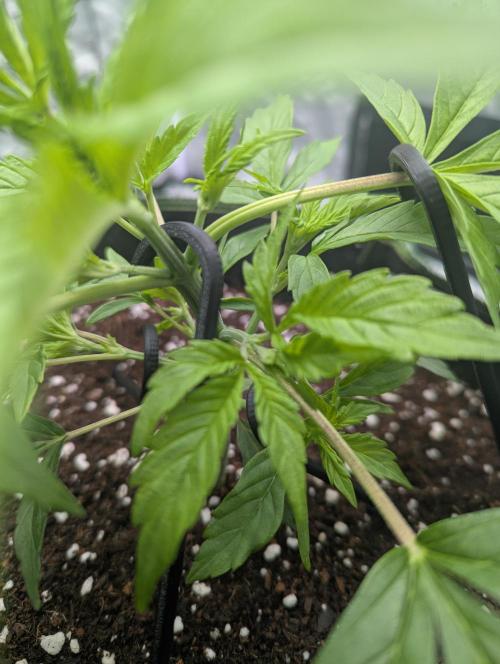 Tangerine Dream ( Barney's). Week 4