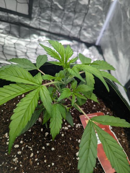 Tangerine Dream ( Barney's). Week 4