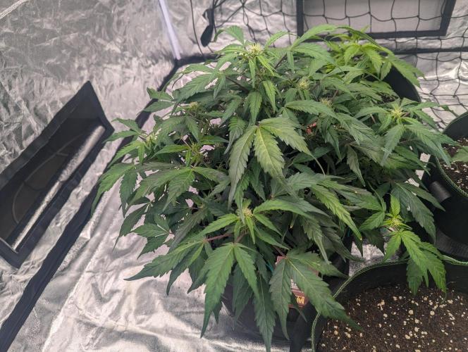 Gorilla Zkittlez ( Barney's ). Week 6