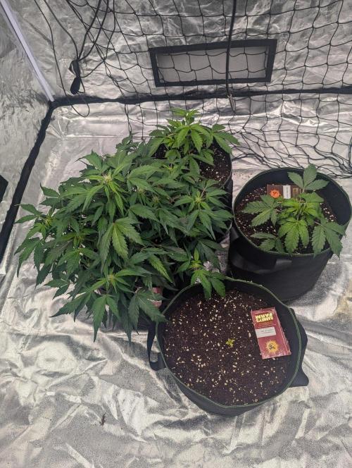 Gorilla Z Auto. Week 6