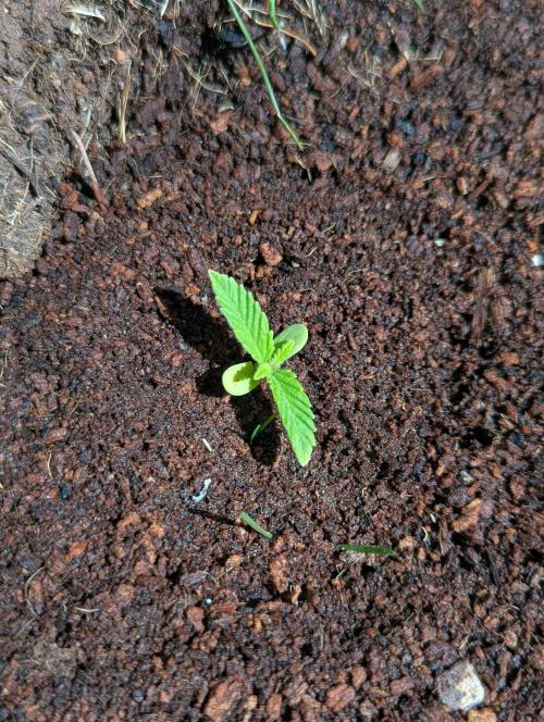 Green Poison. Week 6