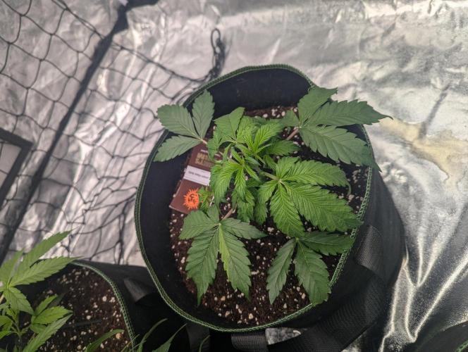 Lemon Haze ( Barney's ). Week 5