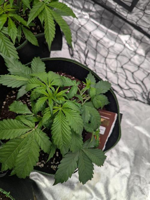 Lemon Haze ( Barney's ). Week 5