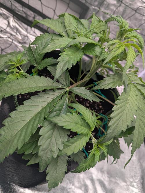 Lemon Haze ( Barney's ). Week 5
