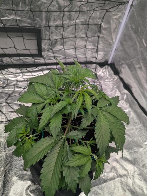 Lemon Haze ( Barney's ). Week 5