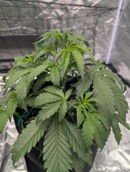Lemon Haze ( Barney's ). Week 5