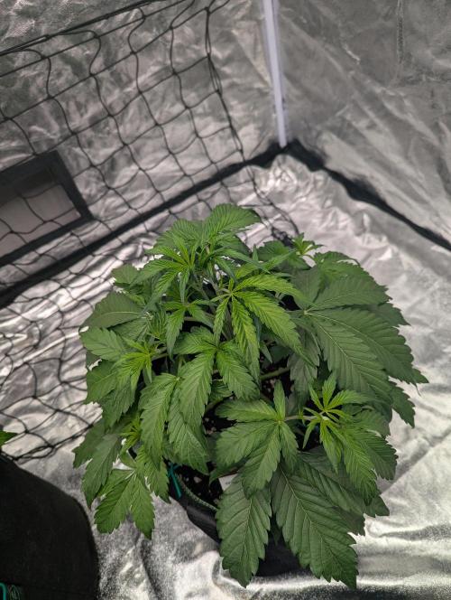 Lemon Haze ( Barney's ). Week 5