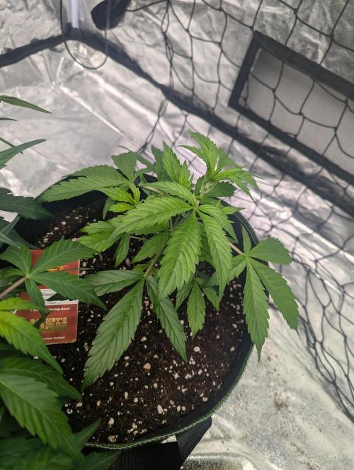 Tangerine Dream ( Barney's). Week 5