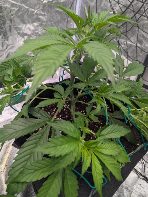 Tangerine Dream ( Barney's). Week 5