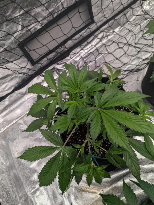 Tangerine Dream ( Barney's). Week 5