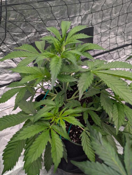 Tangerine Dream ( Barney's). Week 5