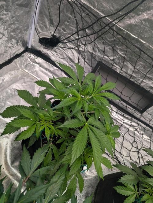 Tangerine Dream ( Barney's). Week 5