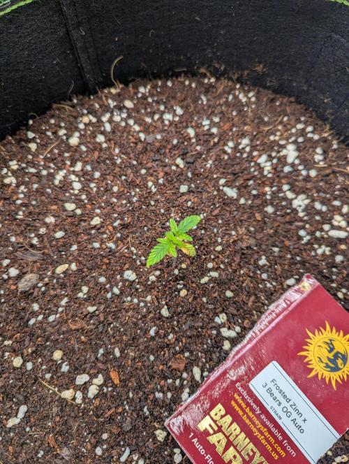 Frosted Zinn x 3 Bears OG ( Barney's ). Week 3