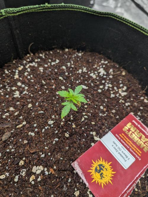 Frosted Zinn x 3 Bears OG ( Barney's ). Week 3