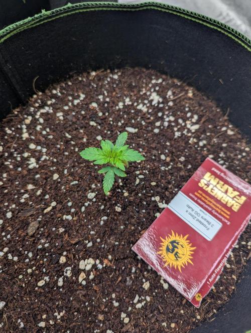Frosted Zinn x 3 Bears OG ( Barney's ). Week 3