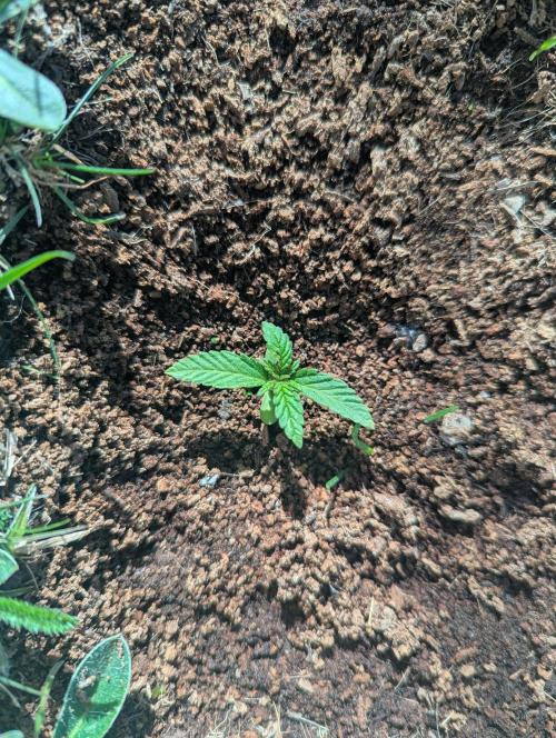 Green Poison ( Sweet Seeds ) Photo. Week 6