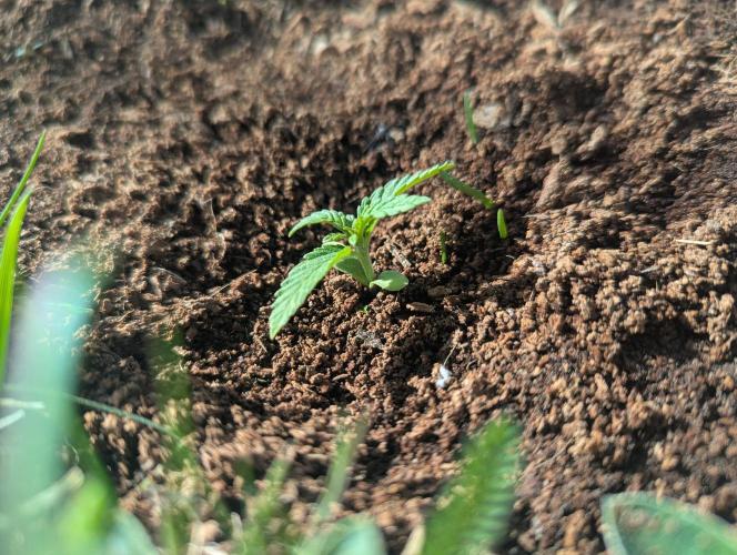 Green Poison ( Sweet Seeds ) Photo. Week 6