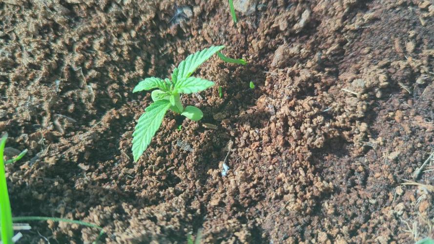 Green Poison ( Sweet Seeds ) Photo