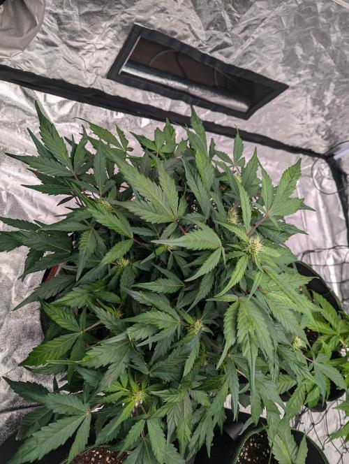 Gorilla Zkittlez ( Barney's ). Week 7