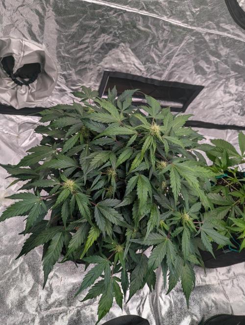 Gorilla Zkittlez ( Barney's ). Week 7