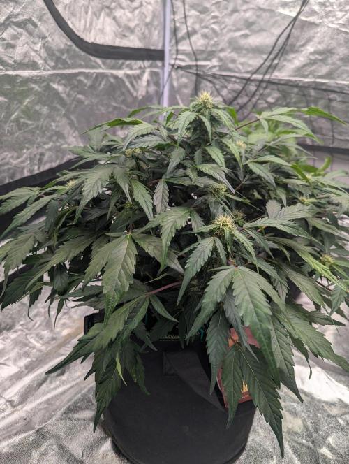 Gorilla Zkittlez ( Barney's ). Week 7