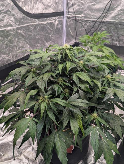 Gorilla Zkittlez ( Barney's ). Week 7