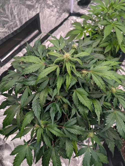 Gorilla Zkittlez ( Barney's ). Week 7