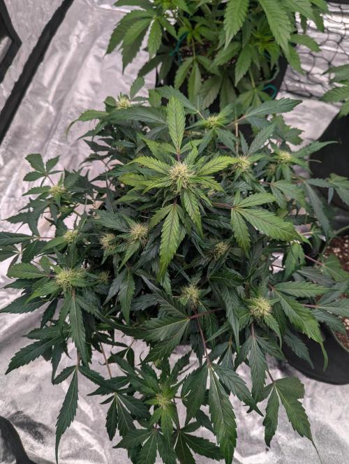Gorilla Zkittlez ( Barney's ). Week 7