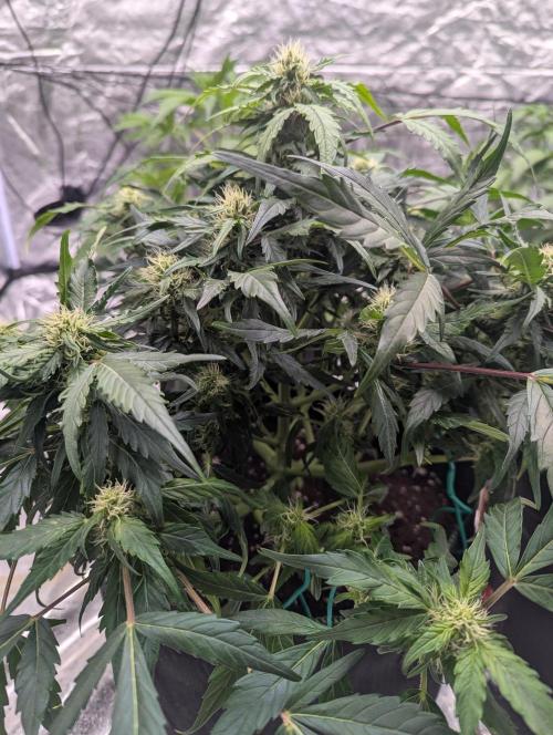 Gorilla Zkittlez ( Barney's ). Week 7