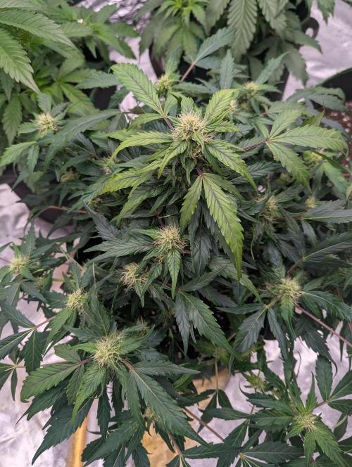 Gorilla Z Auto. Week 7
