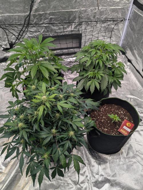 Gorilla Z Auto. Week 7