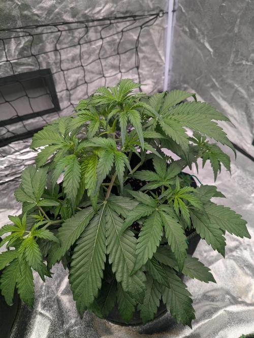 Lemon Haze ( Barney's ). Week 6