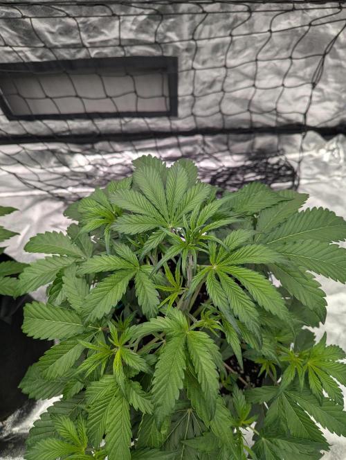 Lemon Haze ( Barney's ). Week 6