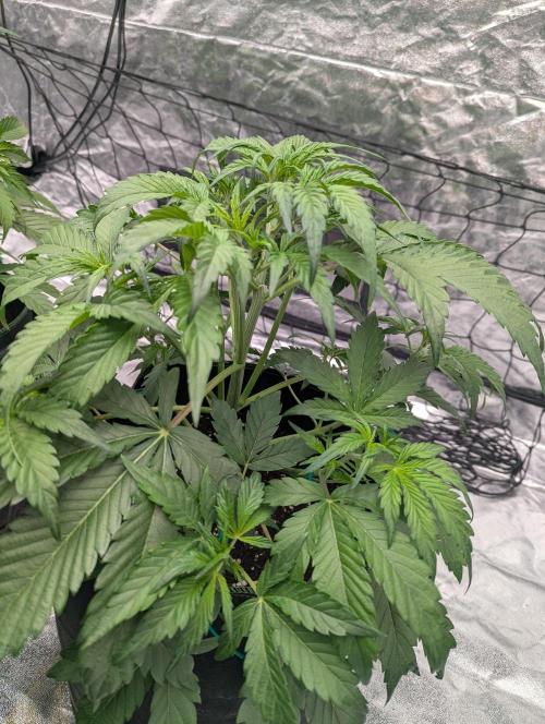 Lemon Haze ( Barney's ). Week 6