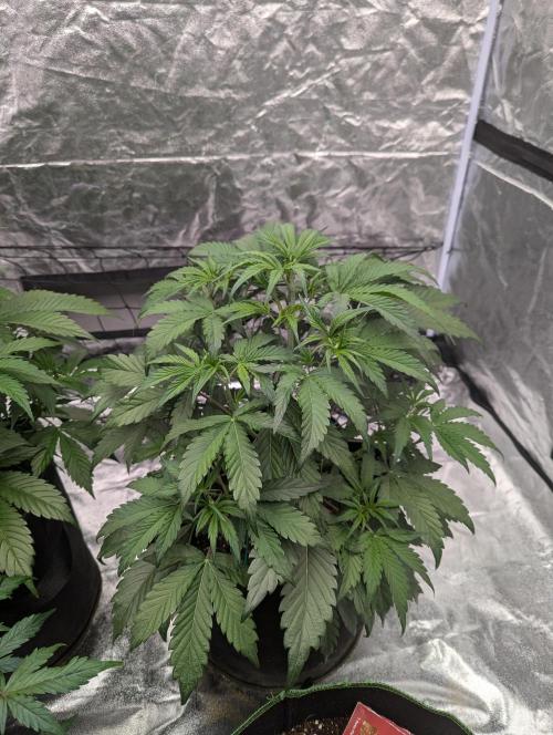 Lemon Haze ( Barney's ). Week 6