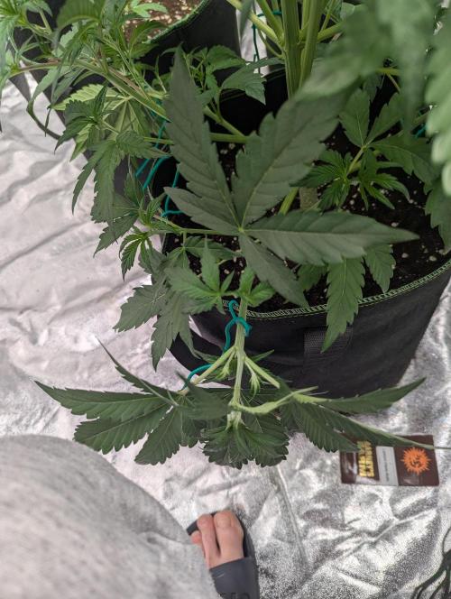 Lemon Haze ( Barney's ). Week 6