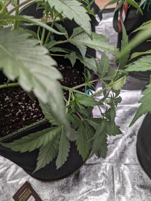 Lemon Haze ( Barney's ). Week 6
